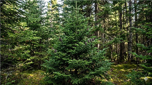 Abete Balsamico (Abies balsamea)