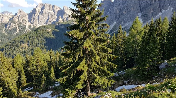 Abete Rosso (Picea abies)