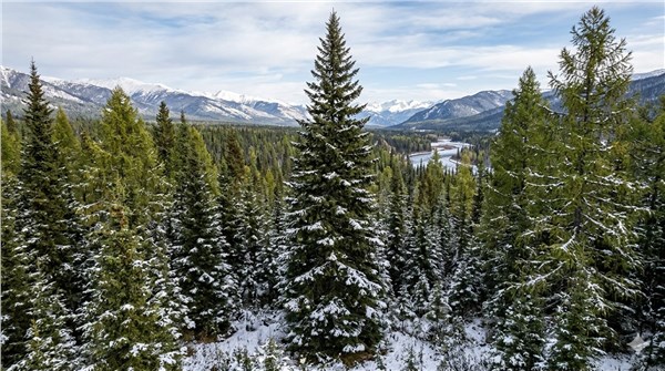 Abete Siberiano (Abies sibirica)