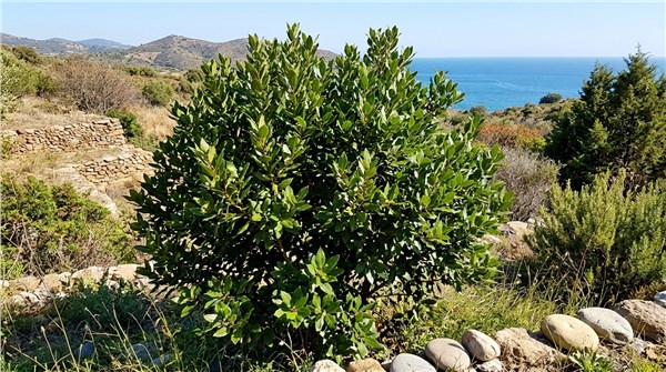 Alloro (Laurus nobilis)
