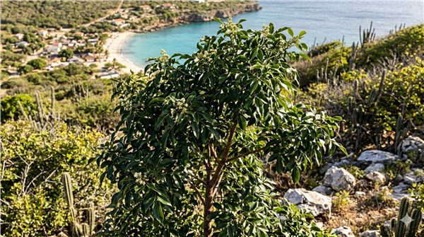 Amyris (Amyris balsamifera)