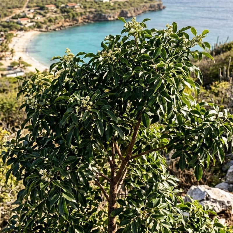 Amyris (Amyris balsamifera)
