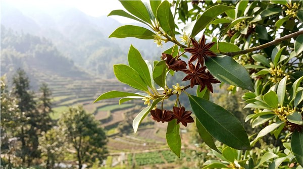 Anice Stellato (Illicium verum)