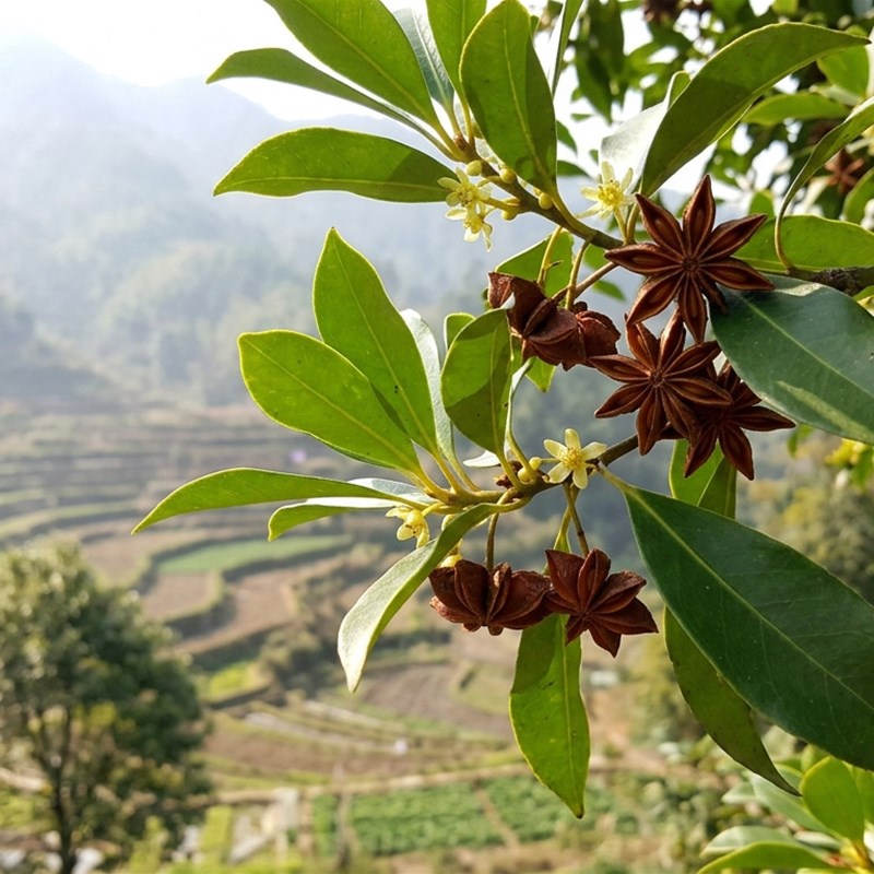 Anice Stellato (Illicium verum)