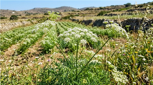 Anice Verde (Pimpinella anisum)