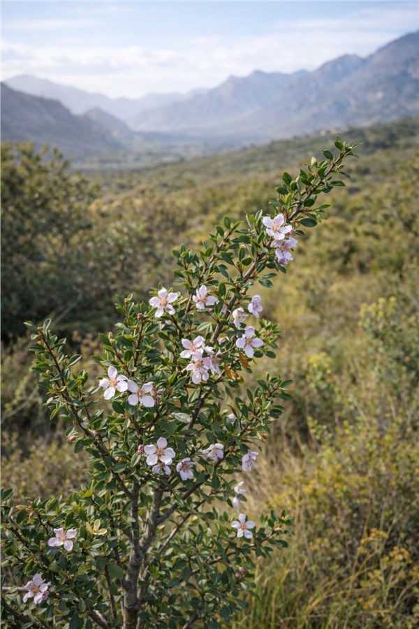 Buchu (Agathosma betulina)