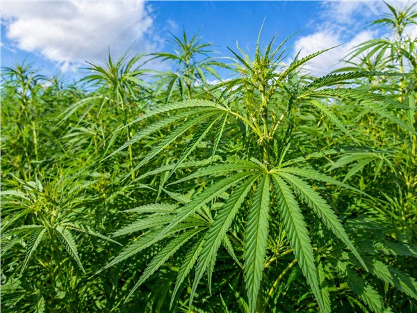 Semi di Canapa Vergine (Cannabis sativa)