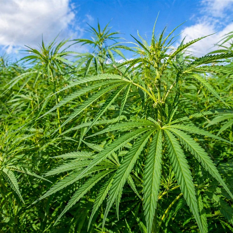 Semi di Canapa Vergine (Cannabis sativa)