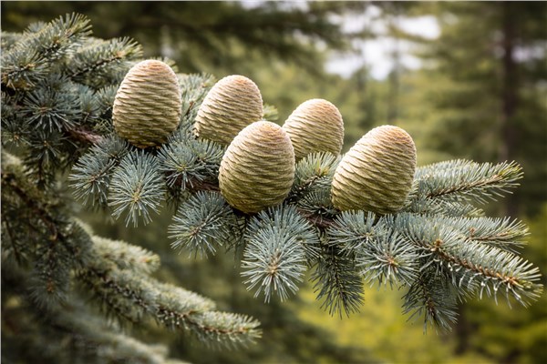 Cedro dell'Atlante (Cedrus atlantica)