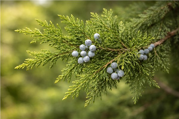 Cedro Virginiano (Juniperus virginiana)
