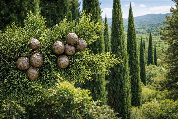 Cipresso (Cupressus sempervirens)
