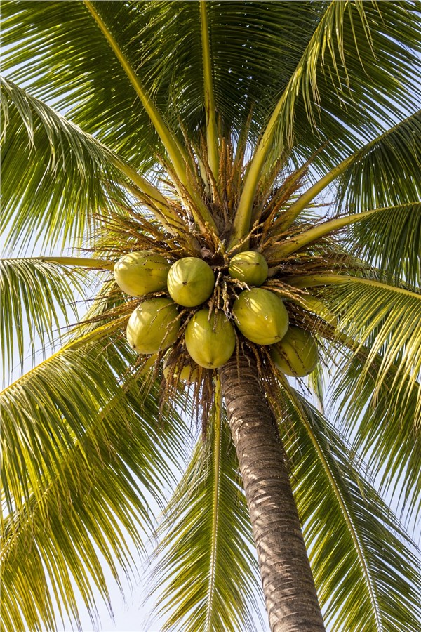 Cocco (Cocos nucifera)