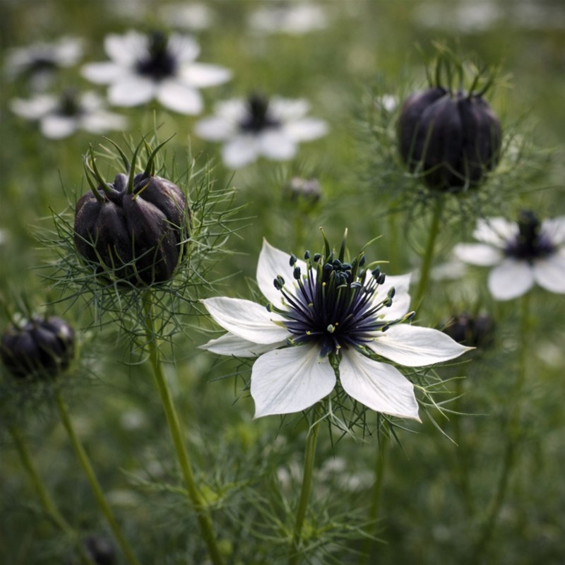 Cumino Nero Etiope (Nigella sativa)