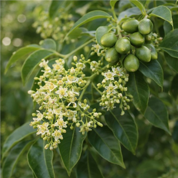 Elemi (Canarium luzonicum)