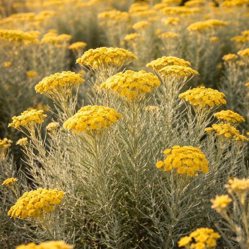 Helichrysum – Elicriso (Helichrysum italicum)