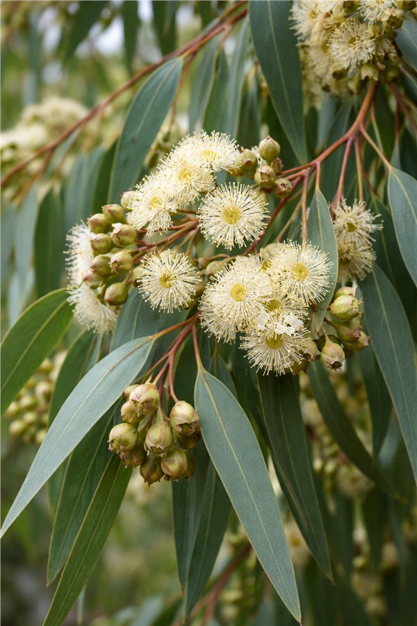 Eucalipto (Eucalyptus globulus)