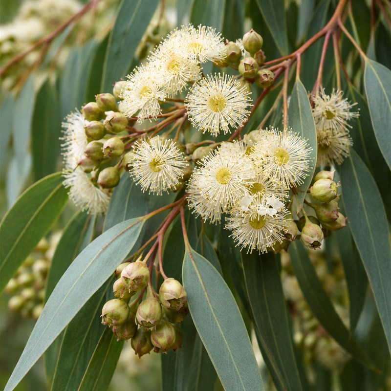 Eucalipto (Eucalyptus globulus)