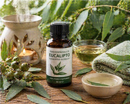 Olio essenziale di Eucalipto: proprietà, benefici e usi in aromaterapia