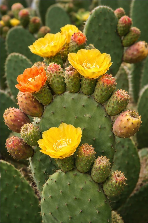 Fico d'India – Opuntia (Opuntia ficus-indica)