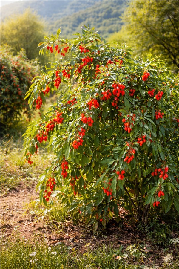Bacche di Goji (Lycium barbarum)