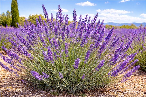 Lavandin (Lavandula hybrida)