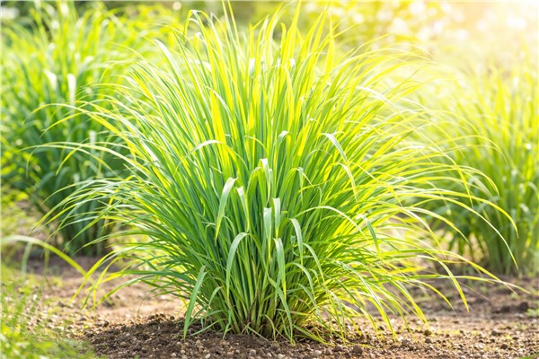 Lemongrass (Cymbopogon citratus)