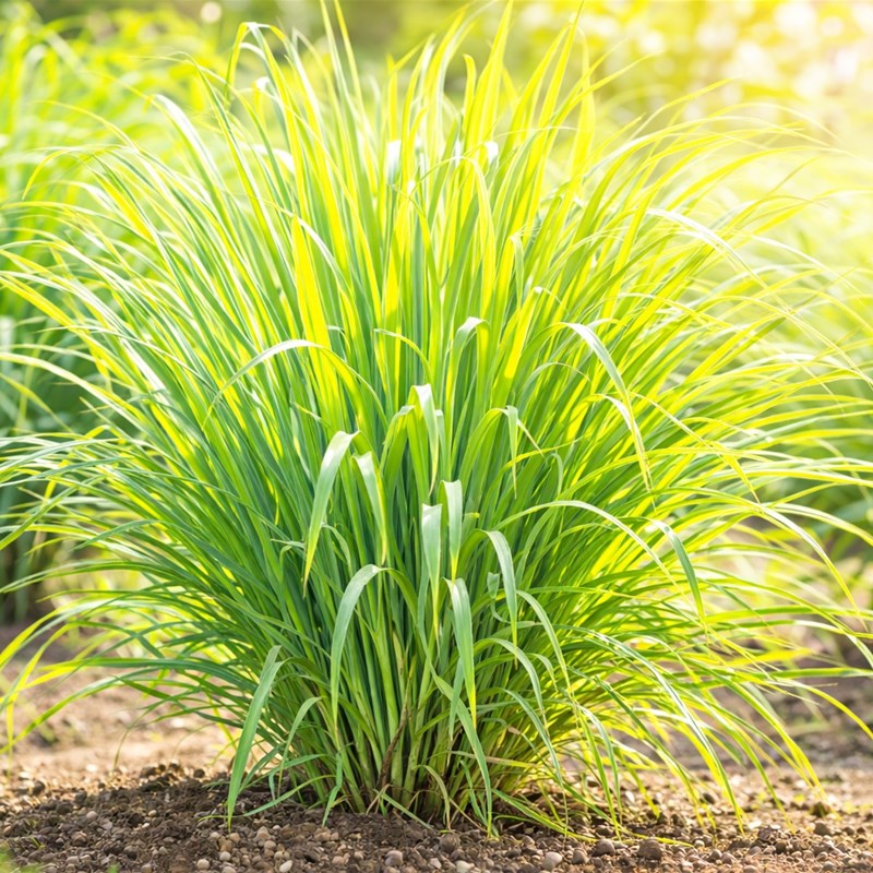 Lemongrass (Cymbopogon citratus)