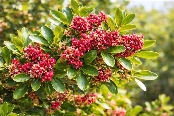 Lentisco – Mastic (Pistacia lentiscus)