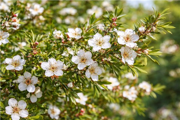 Leptospermum (Leptospermum petersonii)