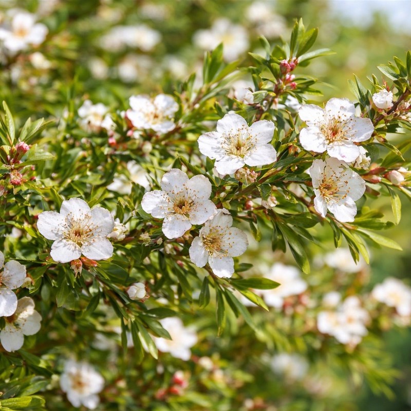 Leptospermum (Leptospermum petersonii)
