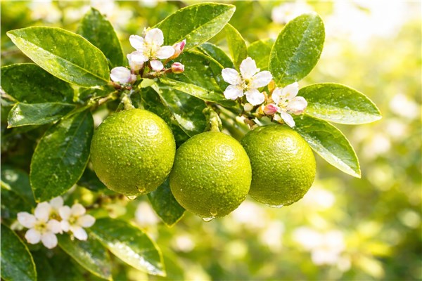 Limetta (Citrus aurantiifolia)