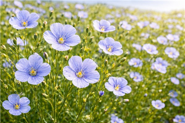 Lino (Linum usitatissimum)