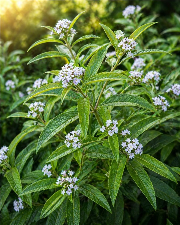 Verbena Esotica (Lippia citriodora)