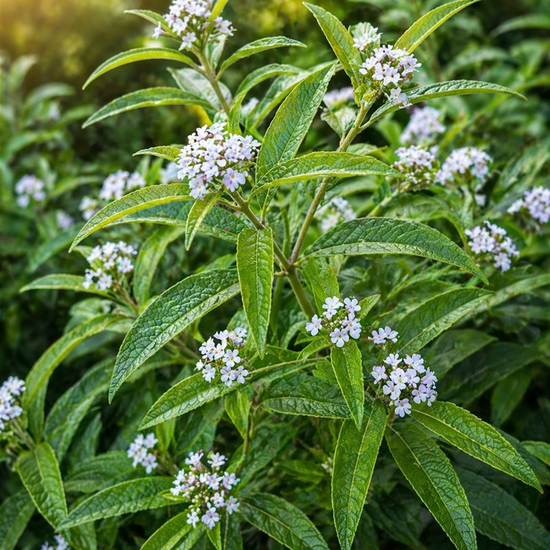 Verbena Esotica (Lippia citriodora)