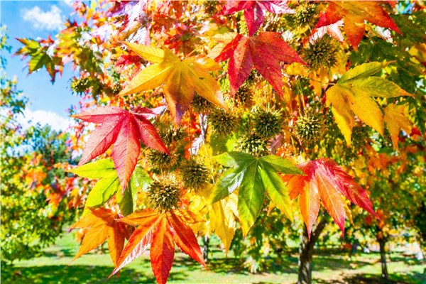 Liquidambar (Liquidambar styraciflua)