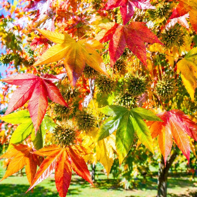 Liquidambar (Liquidambar styraciflua)