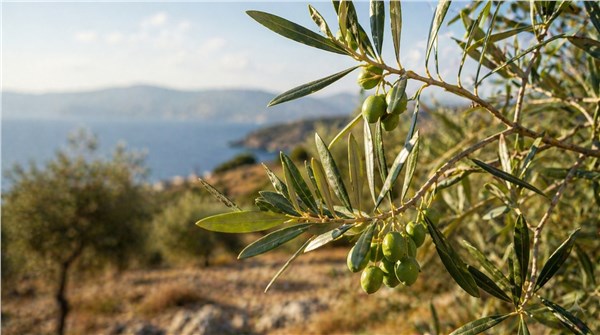 Squalane – Olivo (Olea europaea)