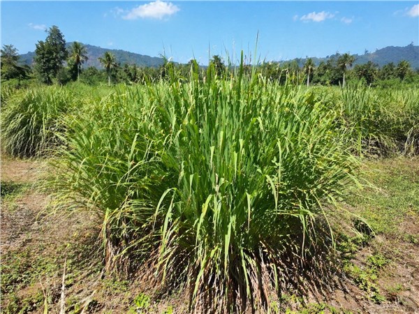 Palmarosa (Cymbopogon martinii)