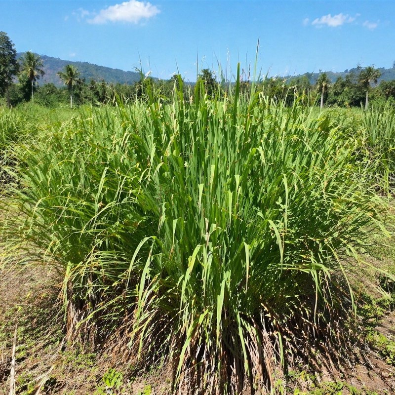 Palmarosa (Cymbopogon martinii)