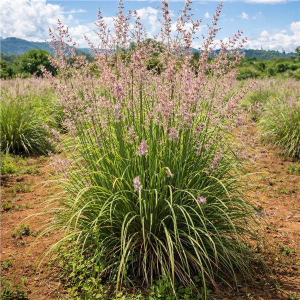Palmarosa Extra (Cymbopogon martinii var. motia)
