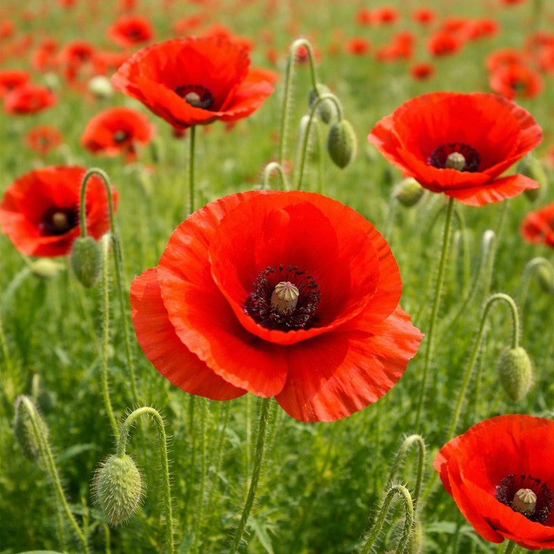 Papavero (Papaver somniferum)