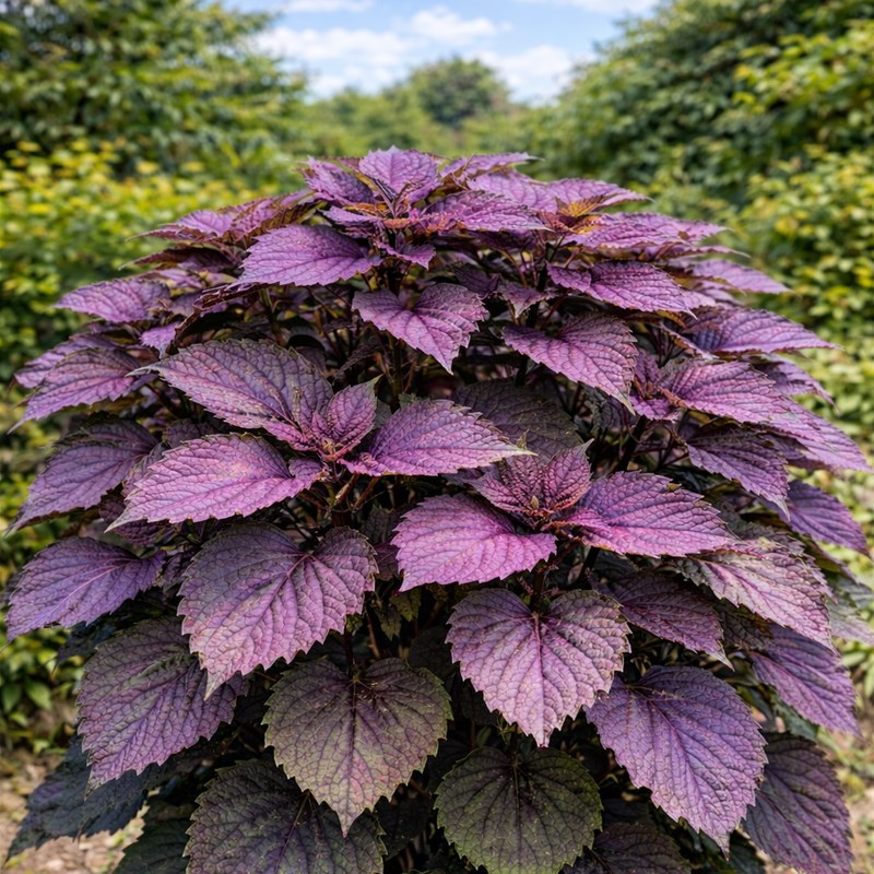 Perilla (Perilla frutescens)