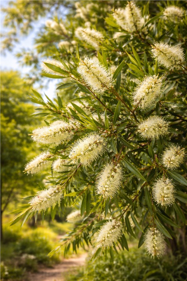 Niaouli (Melaleuca quinquenervia)