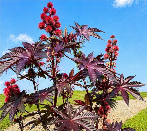 Ricino (Ricinus communis)