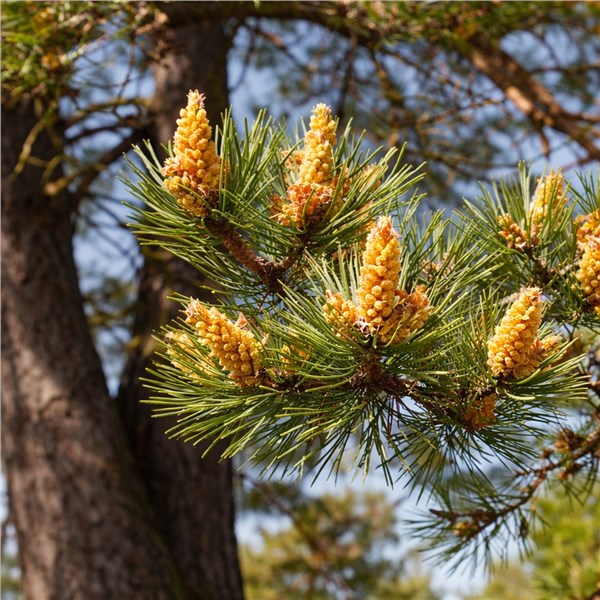 Pino Silvestre (Pinus sylvestris)