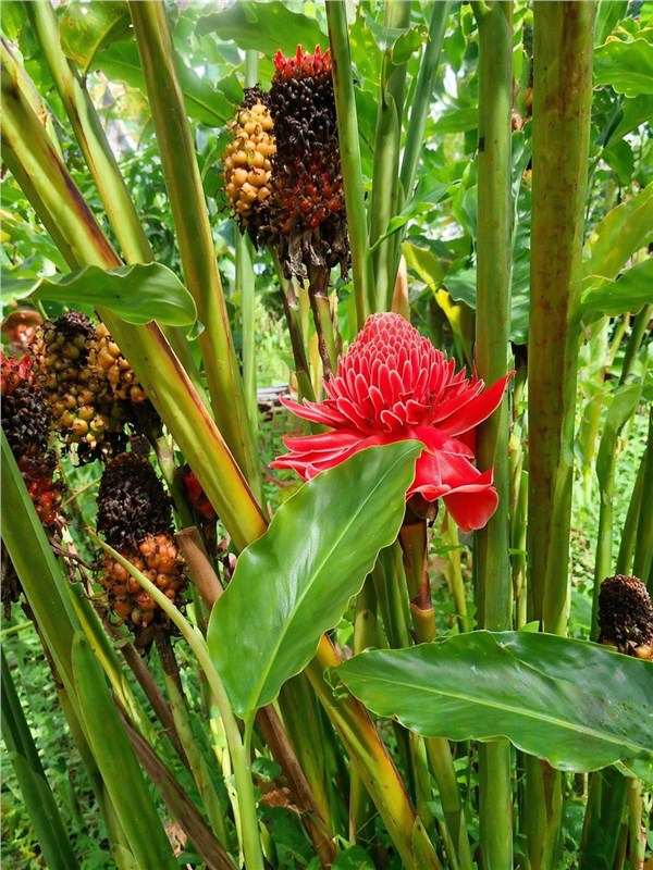 Plai (Zingiber cassumunar)