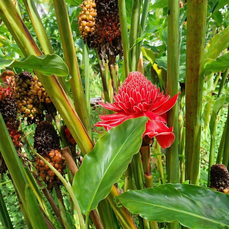Plai (Zingiber cassumunar)