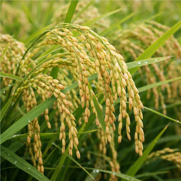 Crusca di Riso (Oryza sativa)