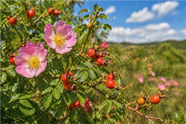 Rosa Mosqueta (Rosa rubiginosa)