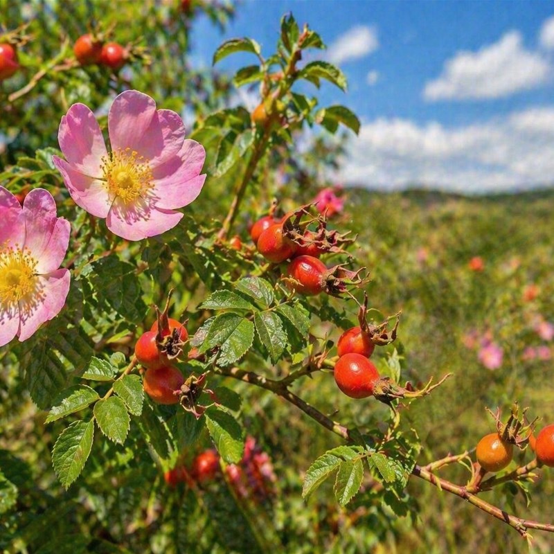 Rosa Mosqueta (Rosa rubiginosa)